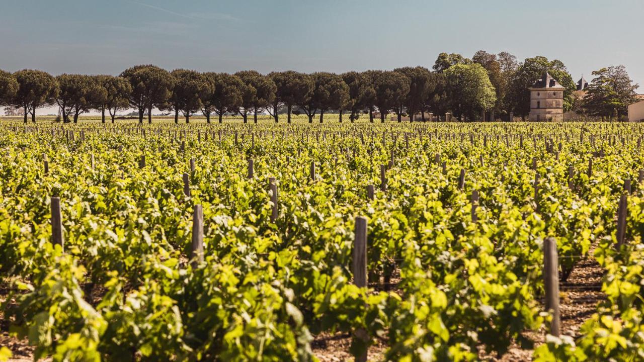 Chateau Laffitte Carcasset Saint-Estephe  Exterior photo